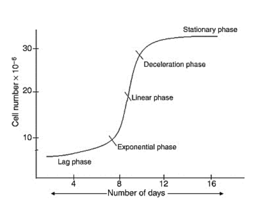 <ul><li><p>that the cells grow up to a certain point and then the cell growth becomes stationary.</p></li><li><p>the number of cells and size of cells remains constant.</p></li><li><p>Cells reach the stationary phase either because</p><p>of exhaustion of some growth factors or</p><p>accumulation of toxic metabolites in the culture</p><p>medium. This phase can be avoided by providing fresh media at a faster rate</p></li></ul><p></p>