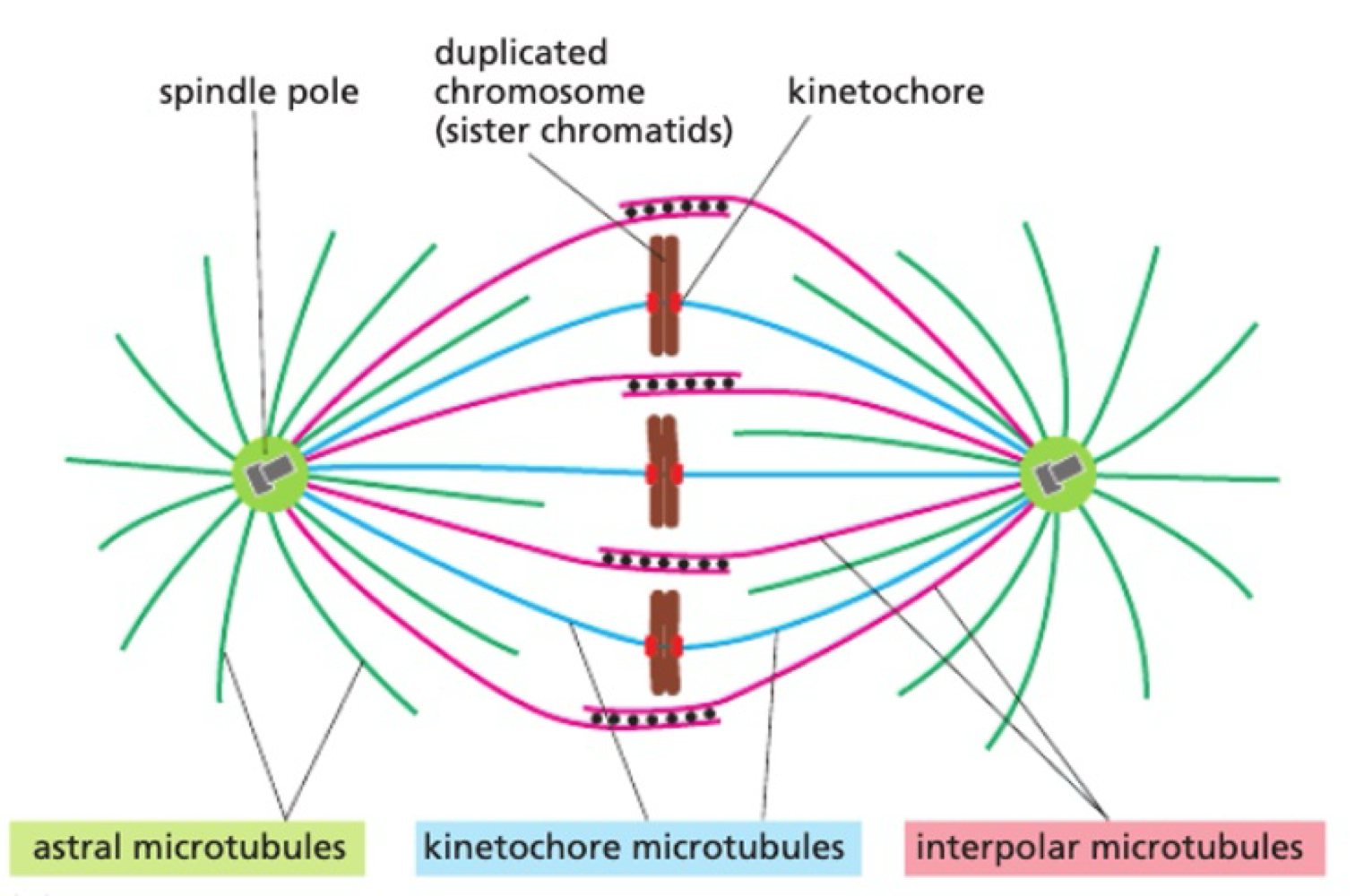 <p>during mitosis:</p><ul><li><p>MT nucleates from centrosome</p></li><li><p>MT attached to kinetochore on chromosome = stabilised</p></li><li><p>selective stabilisation of interpolar MT through MT associated proteins</p></li></ul><p></p>