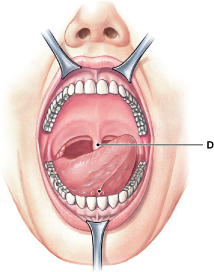<p>What is the function of the structure labeled "D"? </p>
