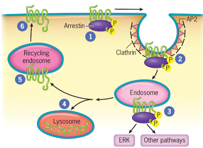 <ul><li><p>Phosphorylation of GPCRs by G protein-coupled receptor kinase allows binding of arrestins (complete for binding with G proteins)</p></li><li><p>Upon arrestin binding, GPCRs become desensitized</p></li><li><p>If receptors are recycled and returned to cell surface, cells remain sensitive to ligand and are resensitized</p></li><li><p>Arrestin-bound GPCRs internalized by clathrin-coated pits that bud into cytoplasm</p></li><li><p>Clathrin-coated vesicles deliver their contents, including GPCRs, to endosomes.</p></li><li><p>In endosomes, arrestins are scaffolds for assembly of signaling complexes (MAPK cascade and transcription factor ERK)</p></li><li><p>GPCRs delivered to lysosomes for degradation OR returned to plasma membrane in recycling endosome, where they interact with new extracellular ligands</p></li></ul><p></p>
