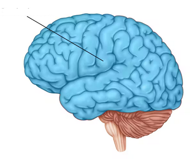 <p>“executive suite” of the brain</p><p>-site of CONSCIOUS MIND: awareness and sensory perception</p>