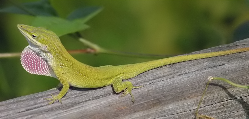 <p>LITTLE green lizard (sometimes brown) w/ big throat</p>