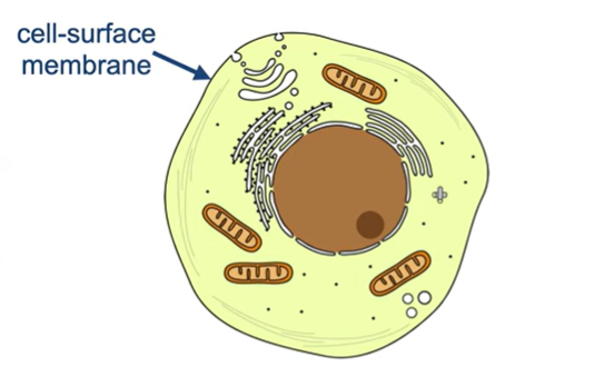 <p>What role does the cell-surface membrane have in a eukaryotic cell?</p>