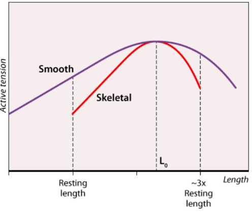 yes, smooth muscles have a wider rage for optimal length and force generation

ex: stomach becomes full, but it is still capable of contraction in order to digest food