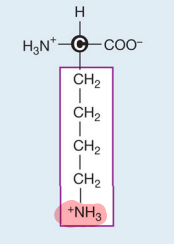 <p>Lysine (Positive)</p>