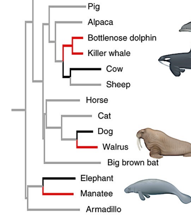 <p>According to this phylogeny, which of these sets is a monophyletic group?</p><p></p><p>A. cat, dog, walrus</p><p>B. pig, cow, sheet</p><p>C. horse, cat, dog</p><p>D. horse, cow, sheep</p>