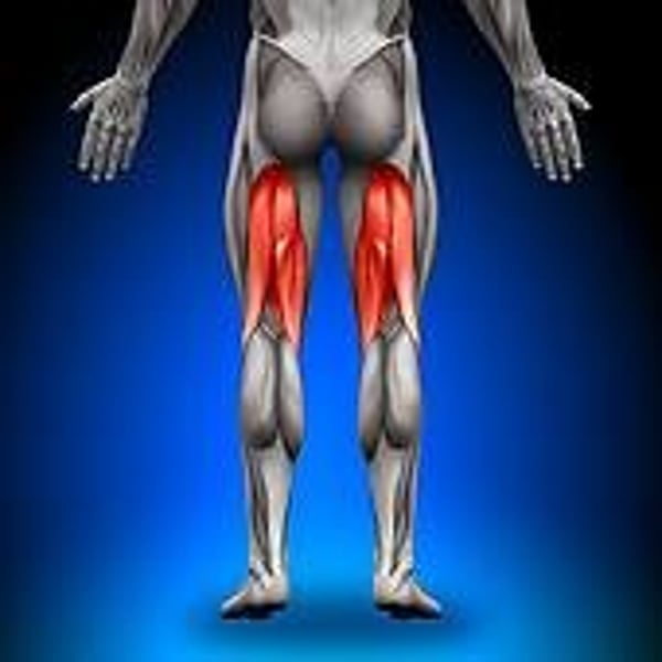 <p>Hamstrings</p>