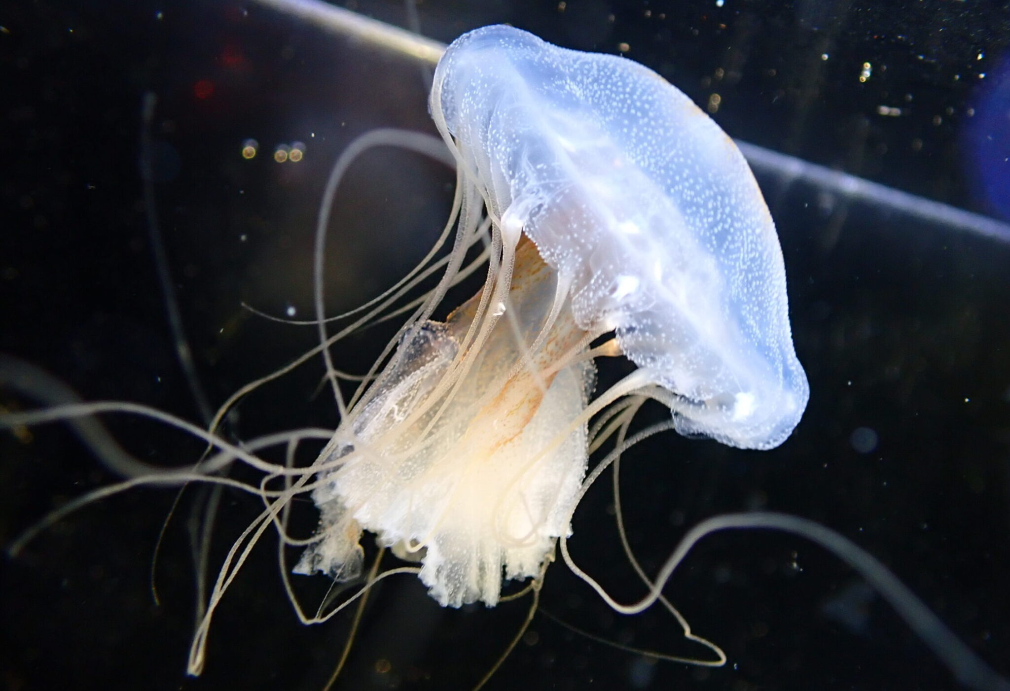 <p>Stinging nettle jellyfish (<em>Dactylometra</em>)</p>