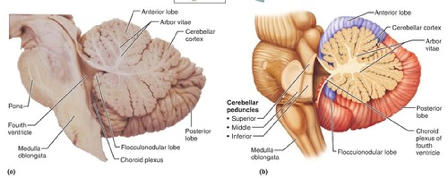 <p>superior peduncle: midbrain</p><p>middle peduncle: pons</p><p>inferior peduncle: medulla</p><p>(each part of the brainstem has one cerebellar peduncle)</p>