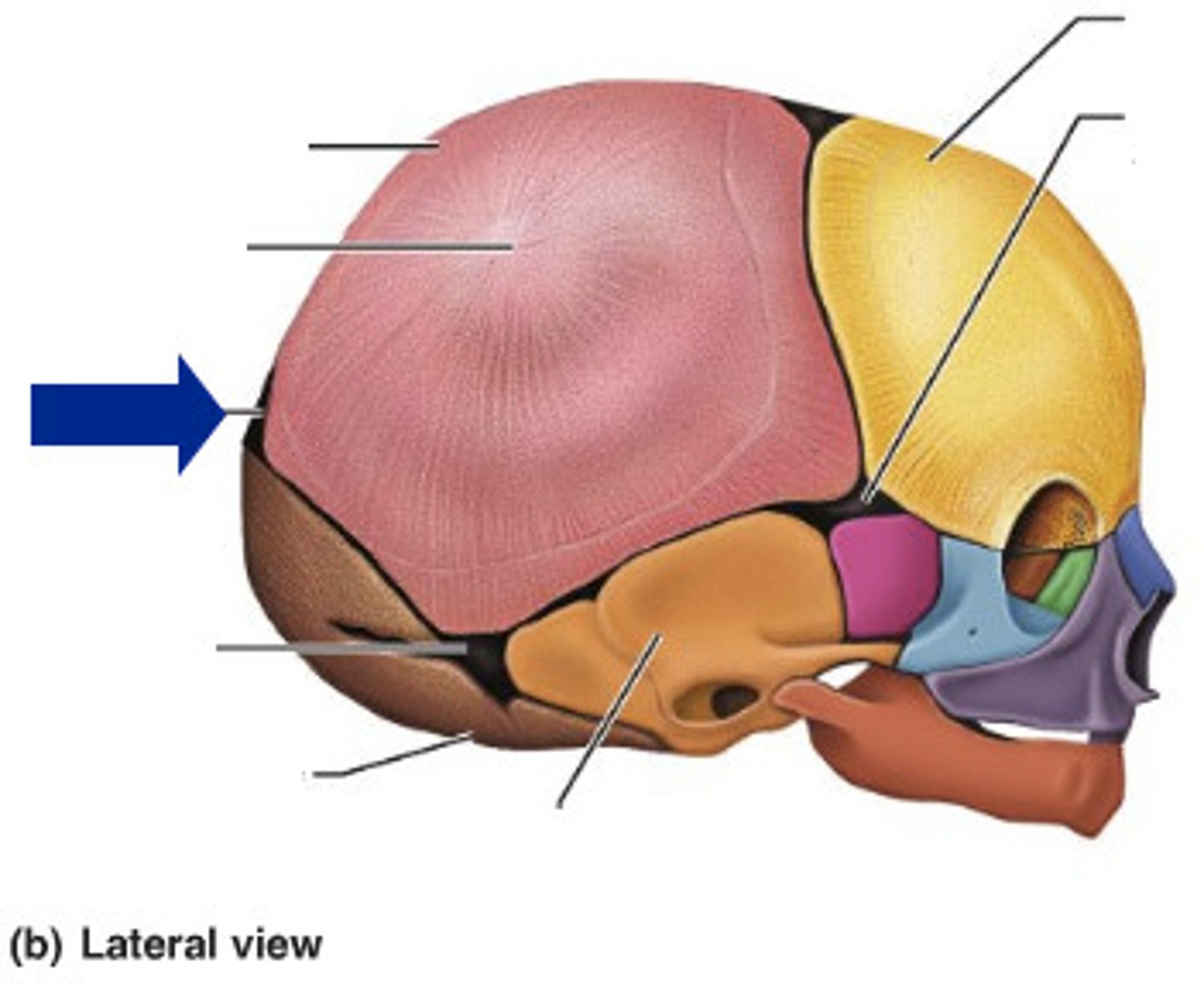 <p>Where sutures meet</p>