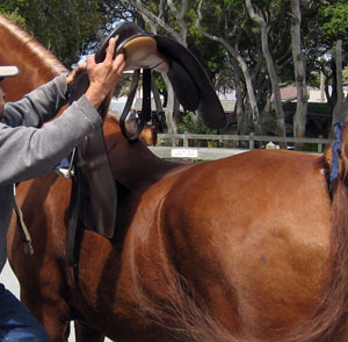 <p>poner la silla a un caballo</p>