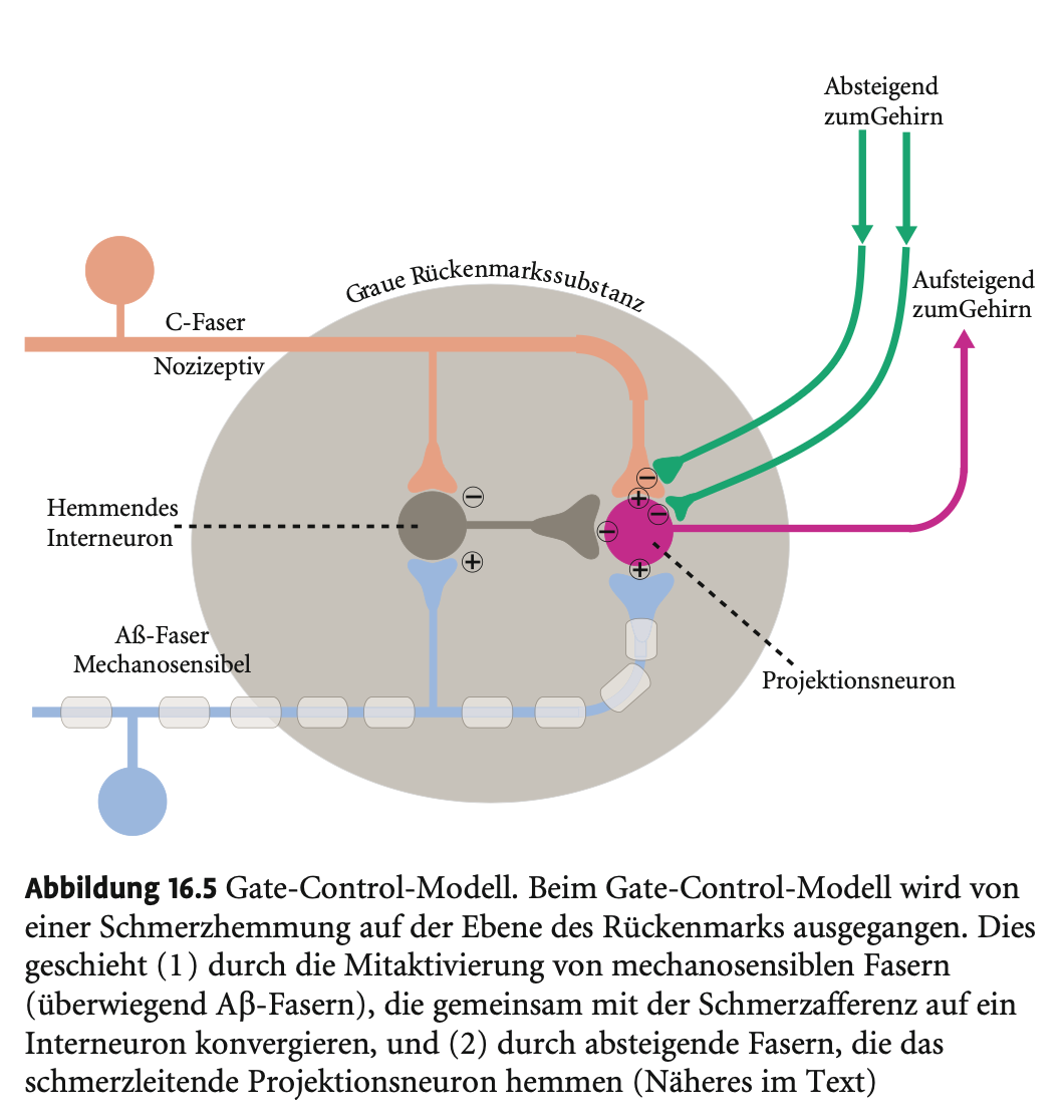 <p><span><strong>Gate-Control-Theorie (Melzack &amp; Wall, 1965)</strong></span></p><p>&nbsp;</p><ul><li><p><span><strong>Grundidee</strong>: Schmerz ist kein rein afferenter Reiz, sondern kann im <strong>Rückenmark</strong> moduliert werden.</span></p></li></ul><p>&nbsp;</p><p>&nbsp;</p><p><span><strong>Mechanismus 1: Rückenmarksschaltkreis</strong></span></p><p>&nbsp;</p><ul><li><p><span>In der <strong>Substantia gelatinosa</strong> treffen:</span></p><ul><li><p><span><strong>Nozizeptive C-Fasern</strong> (Schmerz)</span></p></li><li><p><span><strong>Mechanosensible Aβ-Fasern</strong> (Berührung)<br>auf dasselbe <strong>Projektionsneuron</strong>.</span></p></li></ul></li><li><p><span>Ein <strong>hemmendes Interneuron</strong> ist normalerweise aktiv und bremst das Projektionsneuron.</span></p></li><li><p><span><strong>C-Fasern</strong> hemmen das Interneuron → Schmerz wird weitergeleitet.</span></p></li><li><p><span><strong>Aβ-Fasern</strong> erregen das Interneuron → Schmerzhemmung.</span></p></li><li><p><span><strong>Effekt</strong>: <strong>Mechanische Reizung</strong> (z. B. Reiben nach Verletzung) <strong>reduziert Schmerzempfinden</strong> – nennt sich <strong>Gegenirritation</strong>.</span></p></li></ul><p>&nbsp;</p><p>&nbsp;</p><p><span><strong>Mechanismus 2: Absteigendes Hemmsystem</strong></span></p><p>&nbsp;</p><ul><li><p><span>Ausgangspunkte: <strong>periaquäduktales Grau</strong>, <strong>Raphe-Kerne</strong>.</span></p></li><li><p><span>Ziel: <strong>C-Fasern und Projektionsneurone</strong> in der Substantia gelatinosa.</span></p></li><li><p><span><strong>Top-down-Signale</strong> aus dem Gehirn hemmen Schmerzleitung <strong>rückwirkend über kortikale Bahnen</strong>.</span></p></li></ul><p></p>