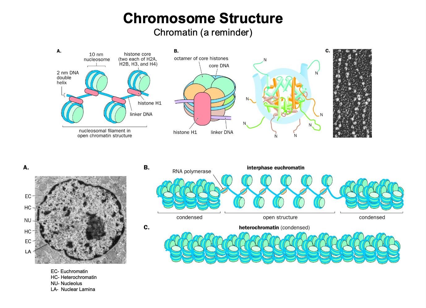 <p>The dna inside the chromosome is compacted into a chromatin structure</p><p>dna in the chromatin structure is w<strong>rapped around octamer of core histones</strong></p><p><strong>-forms a nucleosome</strong></p><p></p><p>Heterochromatin: - dna is tightly bound to the histone - hard access - inactive transcription</p><p></p><p>Euchromatin - more relaxed dna - easier to access - active transcription</p><p></p><p></p><p>Interphase - chromosomes are less condensed - NOT tightly condensed</p><p>Metaphase - chromosomes are <strong>TIGHTLY condensed</strong></p><p>mitosis and meiosis - condensing of chromosomes - allows for accurate division - individualisation</p><p></p><p></p><p>autosomes - non sex chromosomes 22 of them</p><p>sex chromosomes 1 pair (X,X) OR (X,Y) female / male</p>