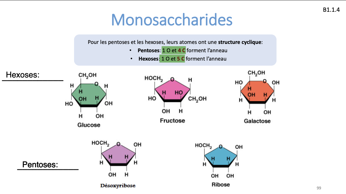 <ul><li><p>monomères des glucides </p></li><li><p>proportion: C:H:O = 1:2:1</p></li><li><p>formule (CH2O)*n où n = # de C</p></li><li><p>sucres simples formés de 3-7 atomes de c</p></li><li><p>+ importants = 5C &amp; 6C</p><ul><li><p>pentose: C5H10O5</p></li><li><p>hexose: C6H12O6</p></li></ul></li></ul><p></p>