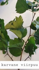 Crataegus submollis