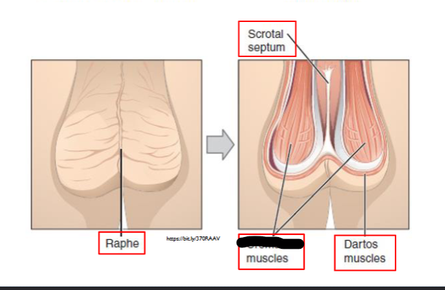 <p>What is this within the Scrotum?</p>