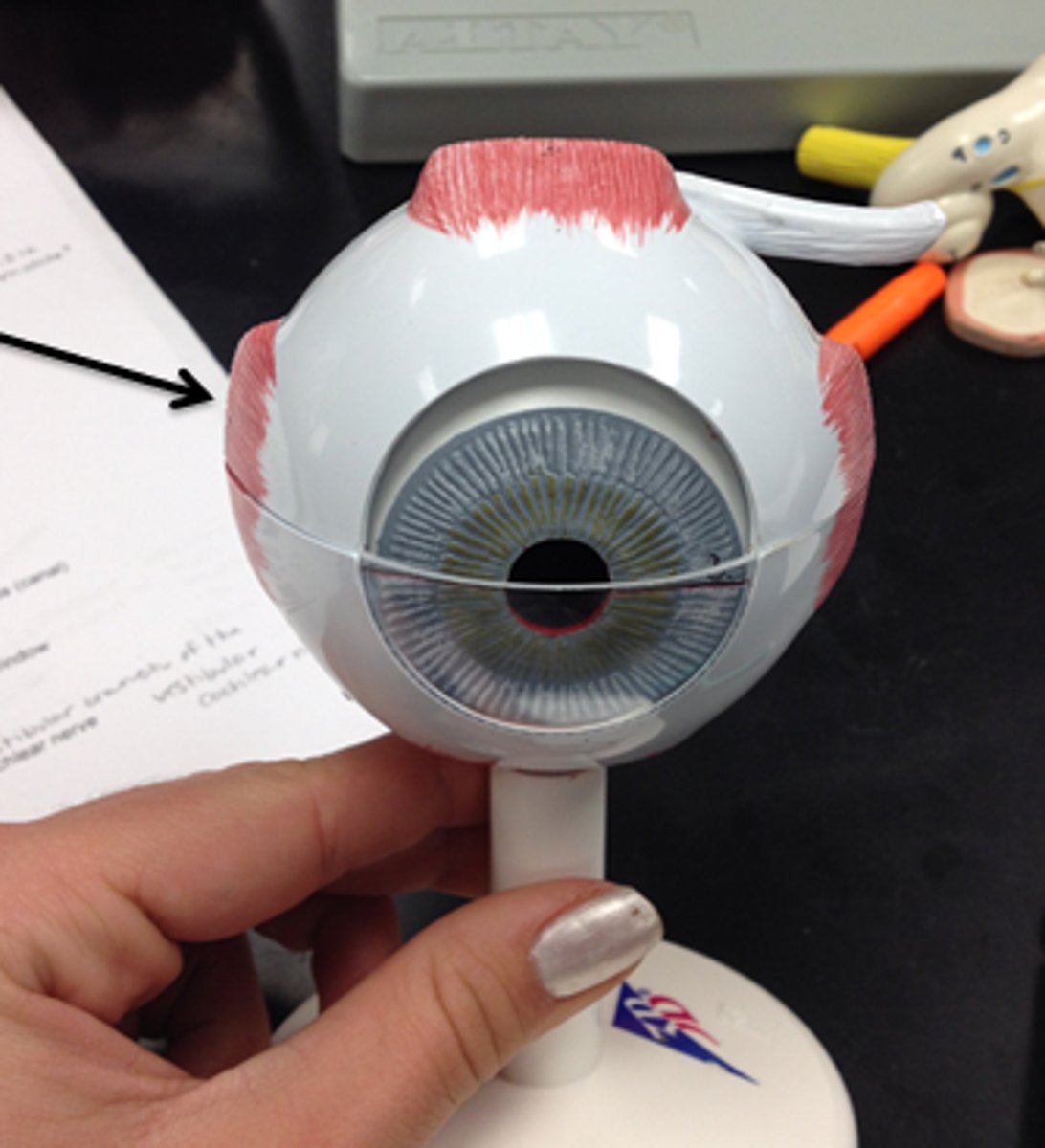 <p>Moves eye laterally (to ears)</p>