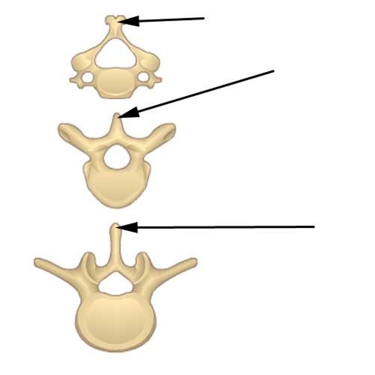 <p>a relatively large projection or prominent bump</p>