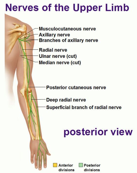 <p>It has *superficial and deep layers of extensors, all innervated by the Radial nerve* (or its deep branch). ⚡ Mnemonic: "Posterior = power = Radial."</p>