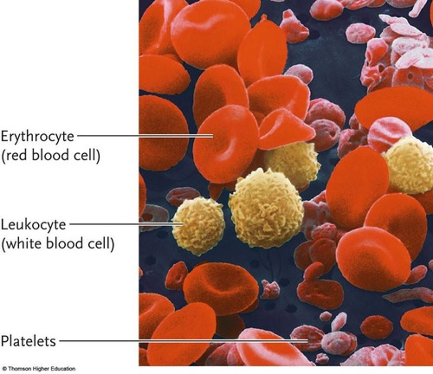 <p>Red blood cells that carry oxygen.</p>