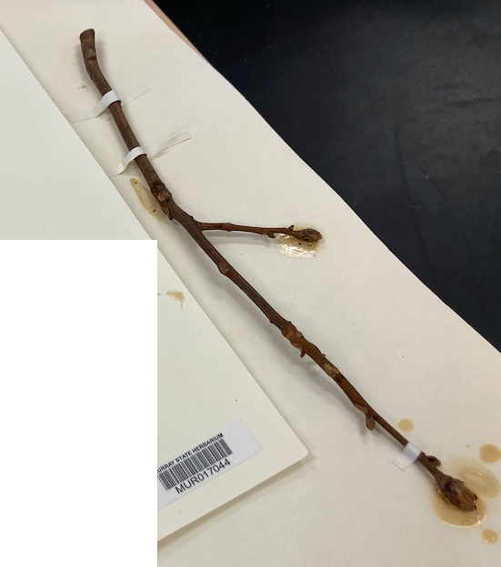 <p>Family + Genus?</p>