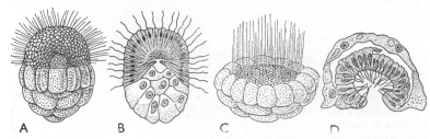 <p>Vývojová stádia:</p>