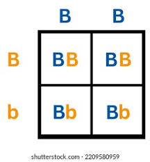 <p>A genetic diagram to determine the probability of something.</p>