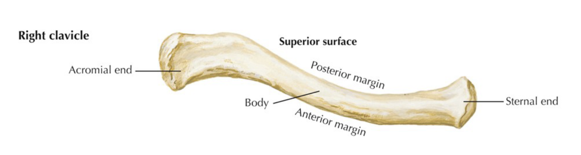 <ol><li><p>Acts as a strut (resists compression)</p></li><li><p>Provides attachments for the surrounding musculature</p></li><li><p>transmits forces from upper limb to axial skeleton </p></li></ol><p></p>