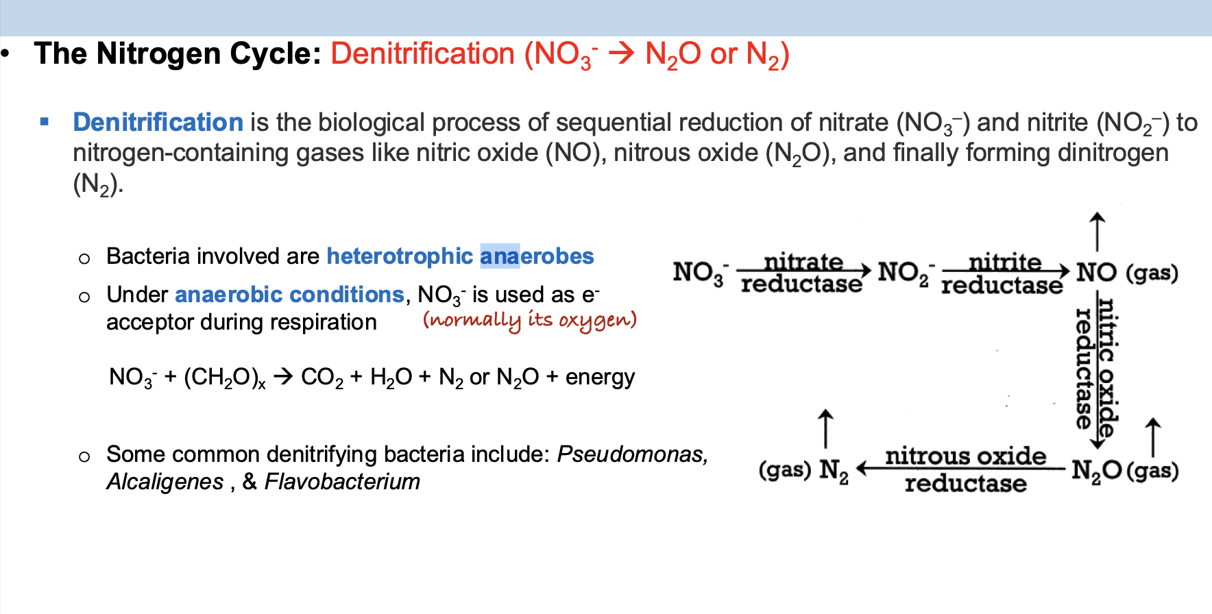 <p>D. Denitrification</p>
