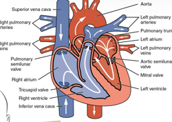 <p>(11) Using a flow diagram (arrows), describe each pathway of _________ . List the valves involved  in each pathway</p><p>•<strong>Systemic:</strong> arteries carry oxygenated blood and veins carry deoxygenated blood.</p><p>•<strong>Pulmonary:</strong> carry deoxygenated blood to the lungs and the pulmonary veins carry oxygenated blood to the heart.</p>