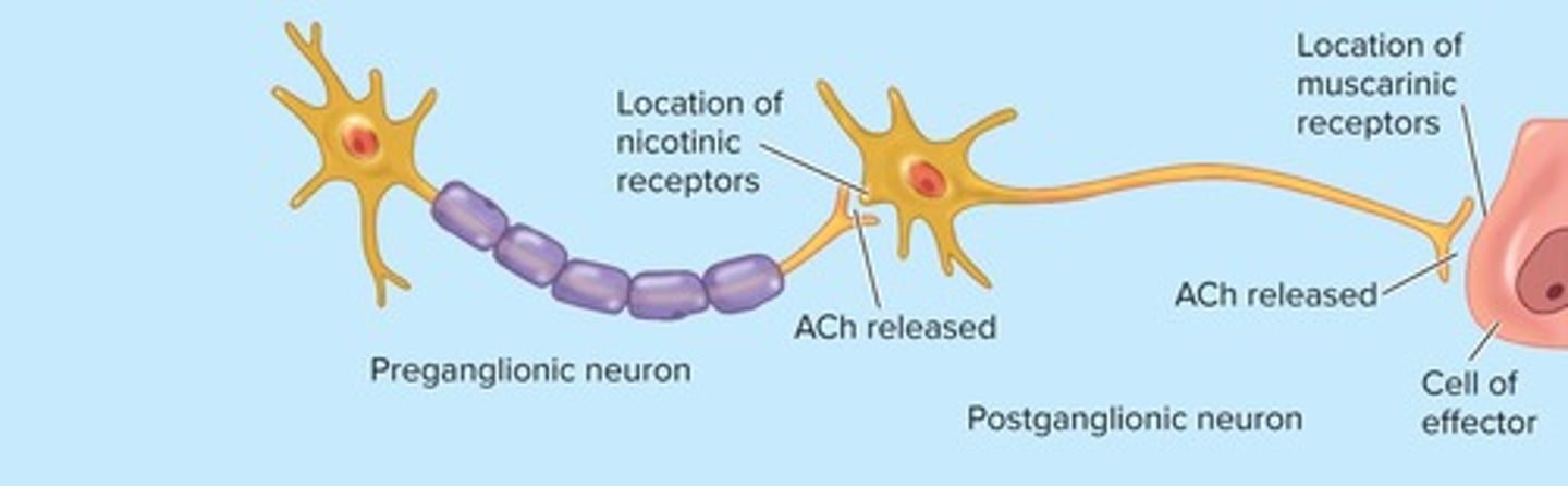 <p>Preganglionic neuron (pre).</p>