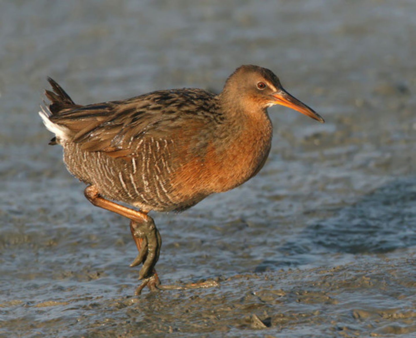 <p>Gruiformes</p><p>Rallidae</p>