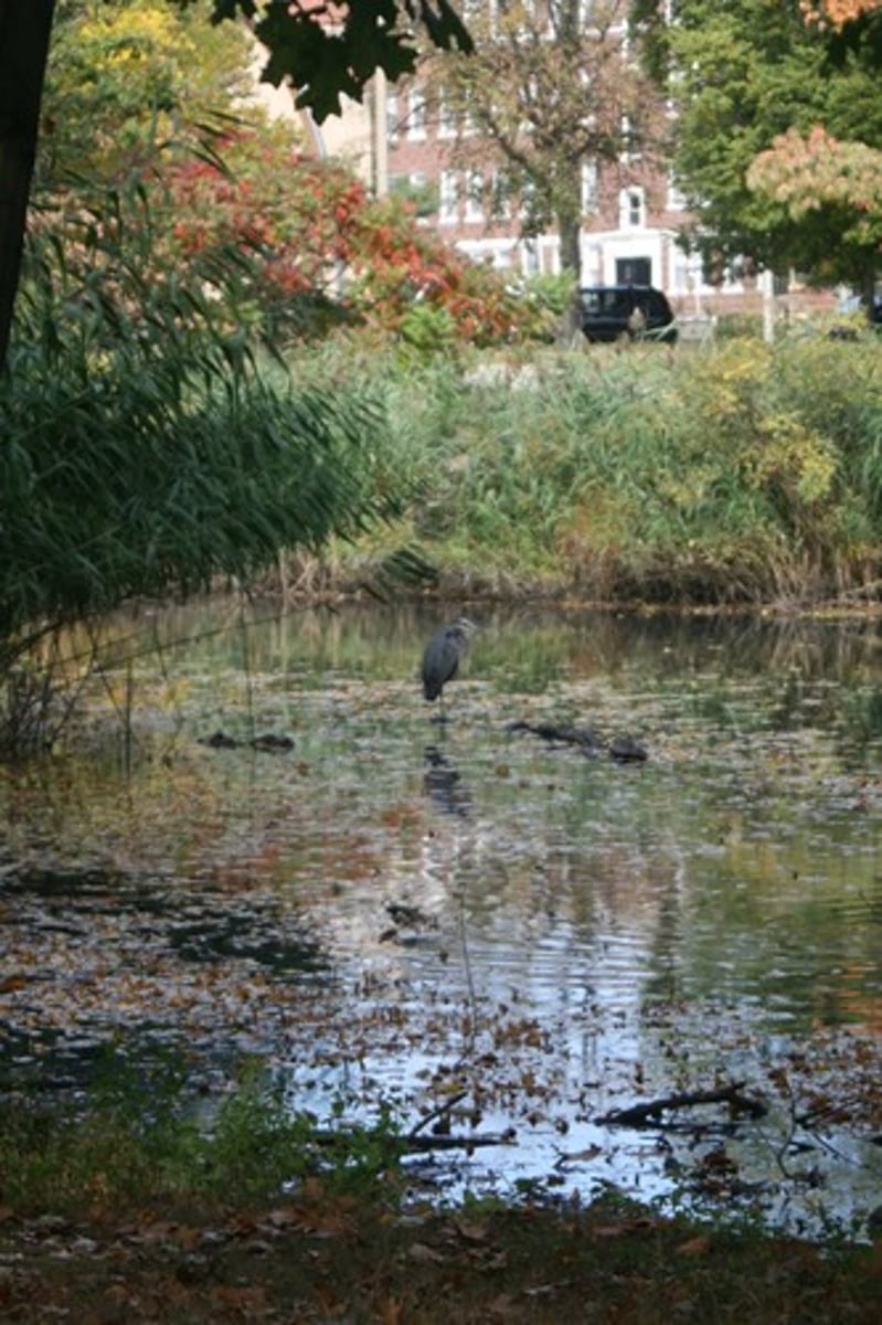 <p>Peat-forming wetlands that are less acidic and have higher nutrient levels than bogs; thus, support more divers plant and animal community</p>