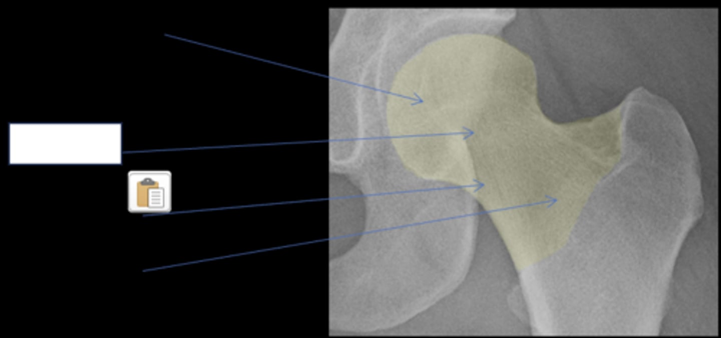 <p>ID anatomy</p>
