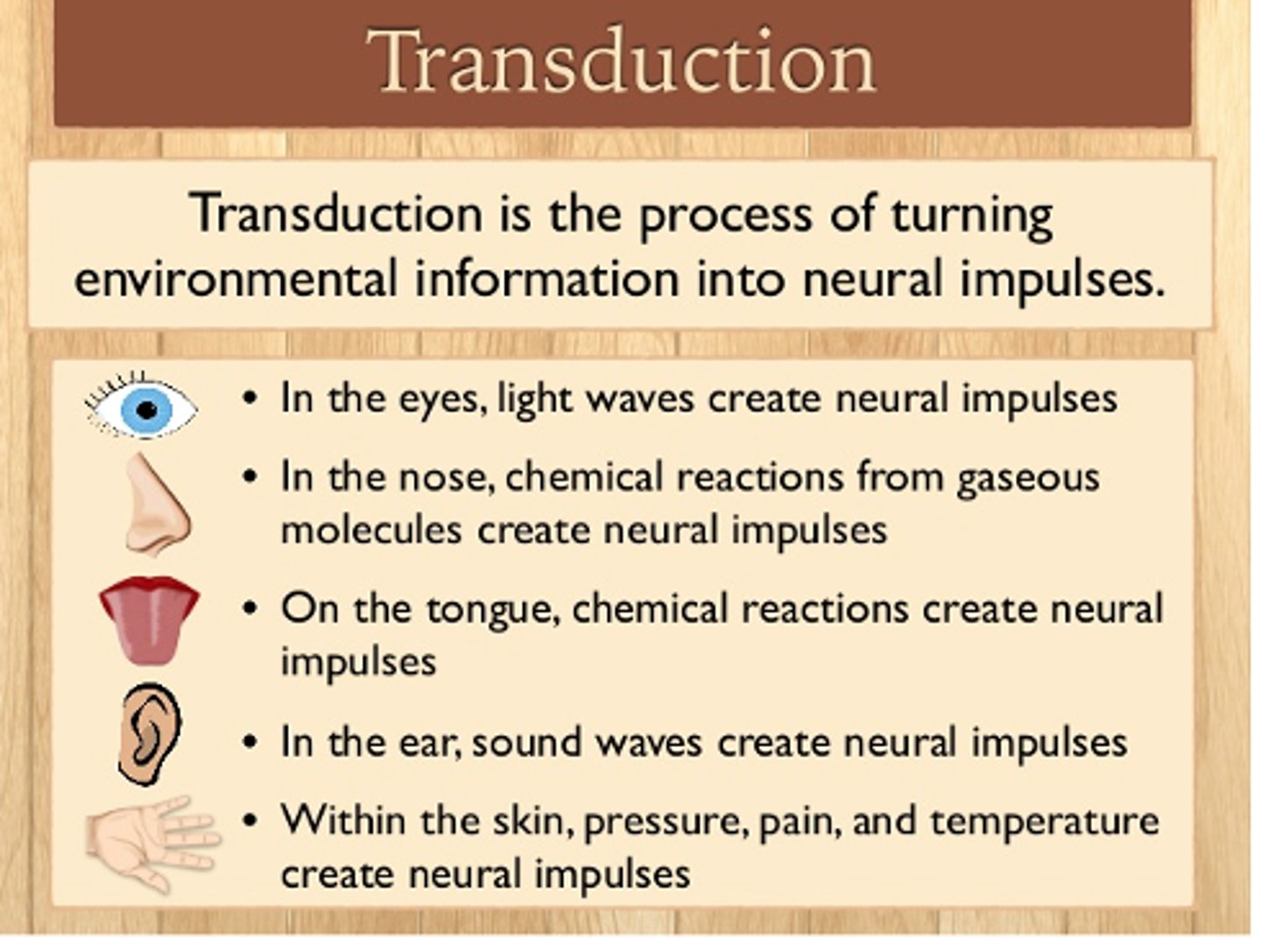 <p>The process by which sensory receptors convert physical stimuli into neural signals.</p>