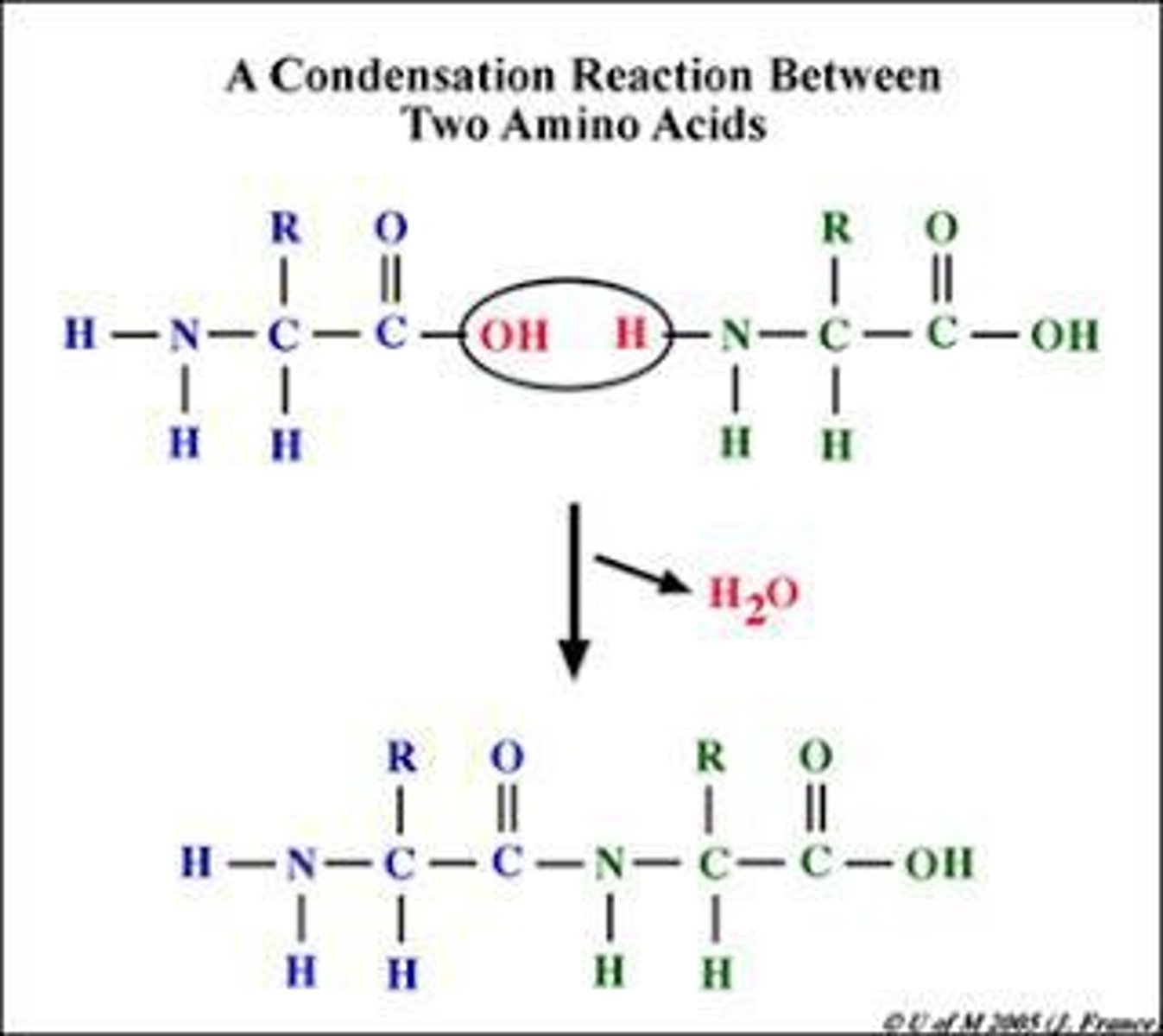 <p>hydroxyl of one molecule and the hydrogen break off to form water and join the two smaller molecules or monomers together.</p><p>- polymerization</p><p>- protein synthesis</p><p>- polysaccharides from monosaccharides</p><p>- DNA replication</p>