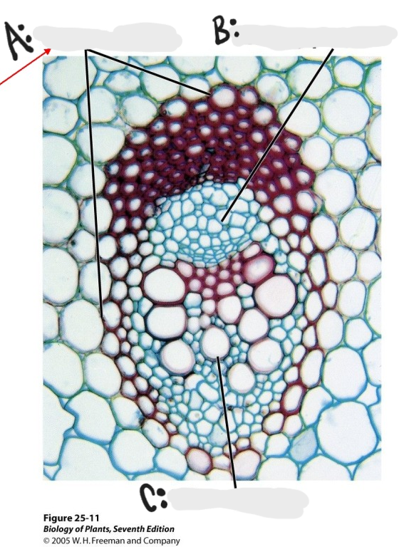 <p>Identify A-C in vascular bundle in buttercup stem. </p>