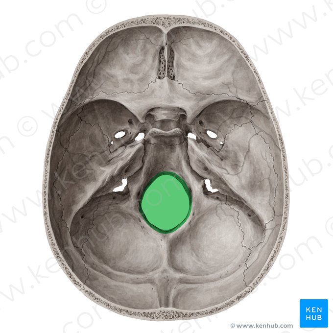 <p>průběh <strong><span style="color: yellow">medulla spinalis</span></strong> (pokračuje jako <strong><span style="color: yellow">medulla oblongata</span></strong>) + <strong><span style="color: yellow">meninges</span></strong>; <strong><span style="color: yellow">radix spinalis XI. hlavového nervu </span></strong><span style="color: yellow">(n. accessorius);</span> <strong><span style="color: red">aa. vertebrales</span></strong> (v mozku se spojují a tvoří <strong><span style="color: red">a. basilaris</span></strong>); <strong><span style="color: red">a. spinalis anterior </span></strong>(nepárová)<span style="color: red"> </span><strong><span style="color: red">et posterior </span></strong>(párová); <strong><span style="color: blue">v. spinalis </span></strong>a <strong><span style="color: blue">vv. emissariae</span></strong></p>