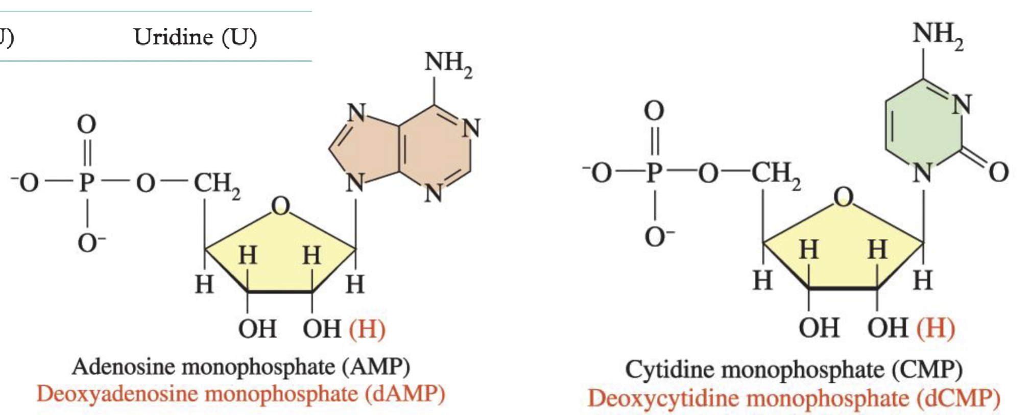 <p>(Nucleoside) (prefix)phosphate </p>