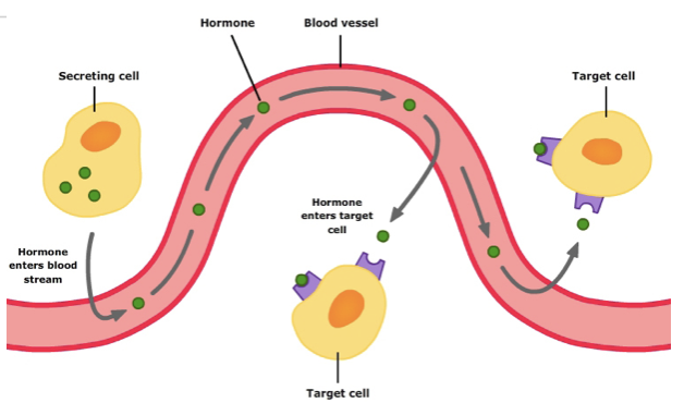 <ul><li><p>System of glands that secrete hormones to maintain homeostasis</p></li><li><p>Hormones: Chemicals that travel through blood and cause cellular responses in distant tissues</p></li></ul>