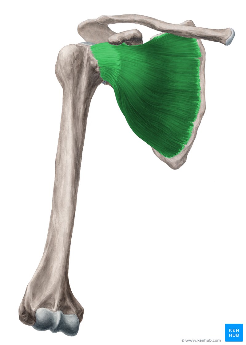 <p>anterior side of scapula</p>