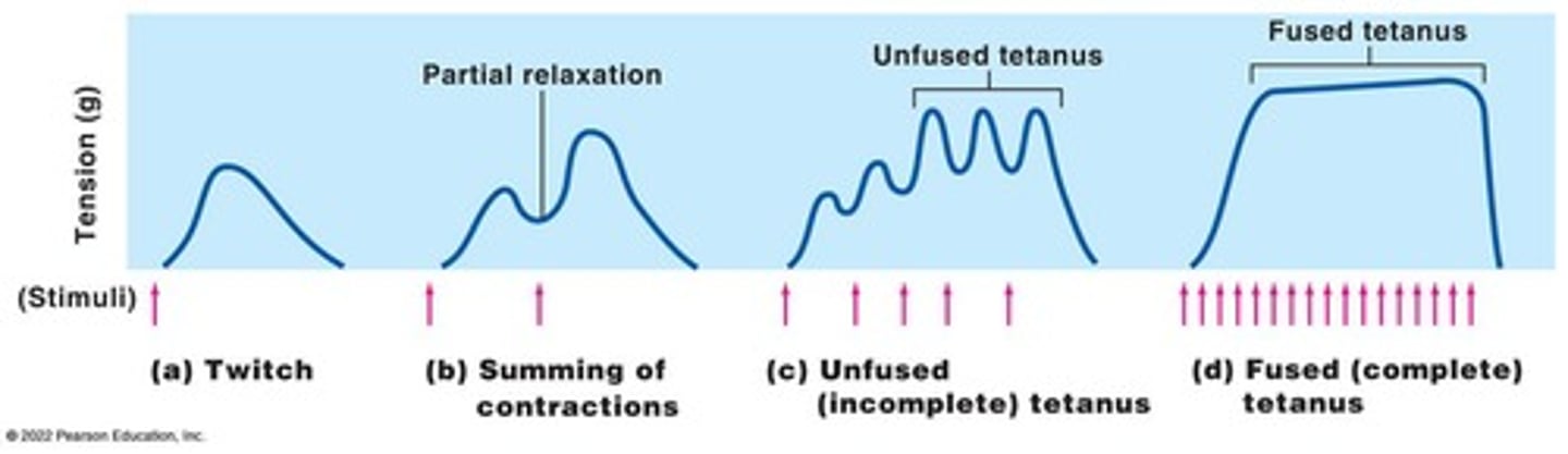 <p>Results from very high stimulation frequency, smooth, sustained contractions.</p>