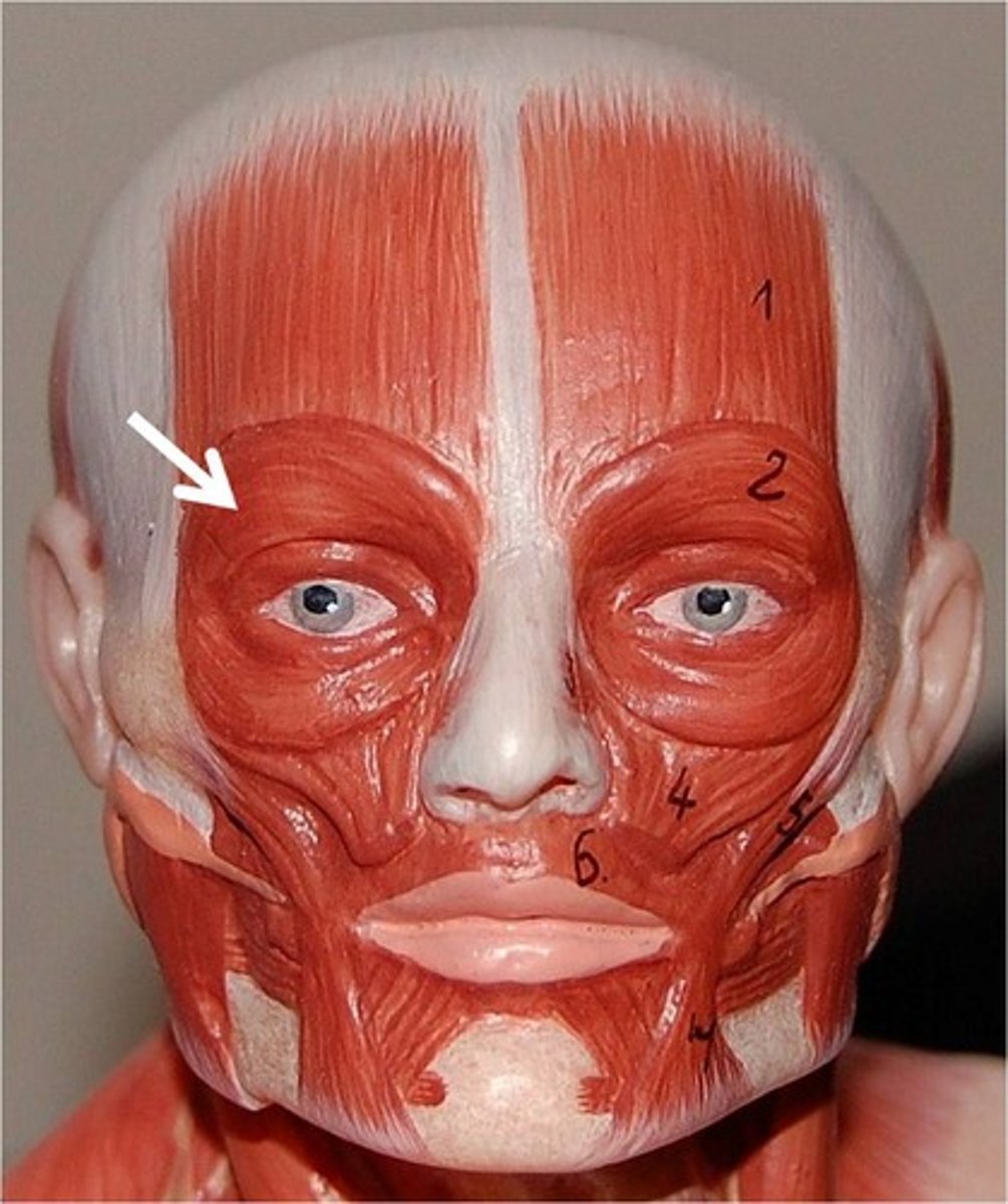 <p>A circular muscle around the eye that closes the eyelids.</p>