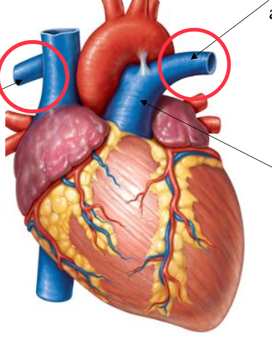 <p>where pulmonary trunk splits </p>