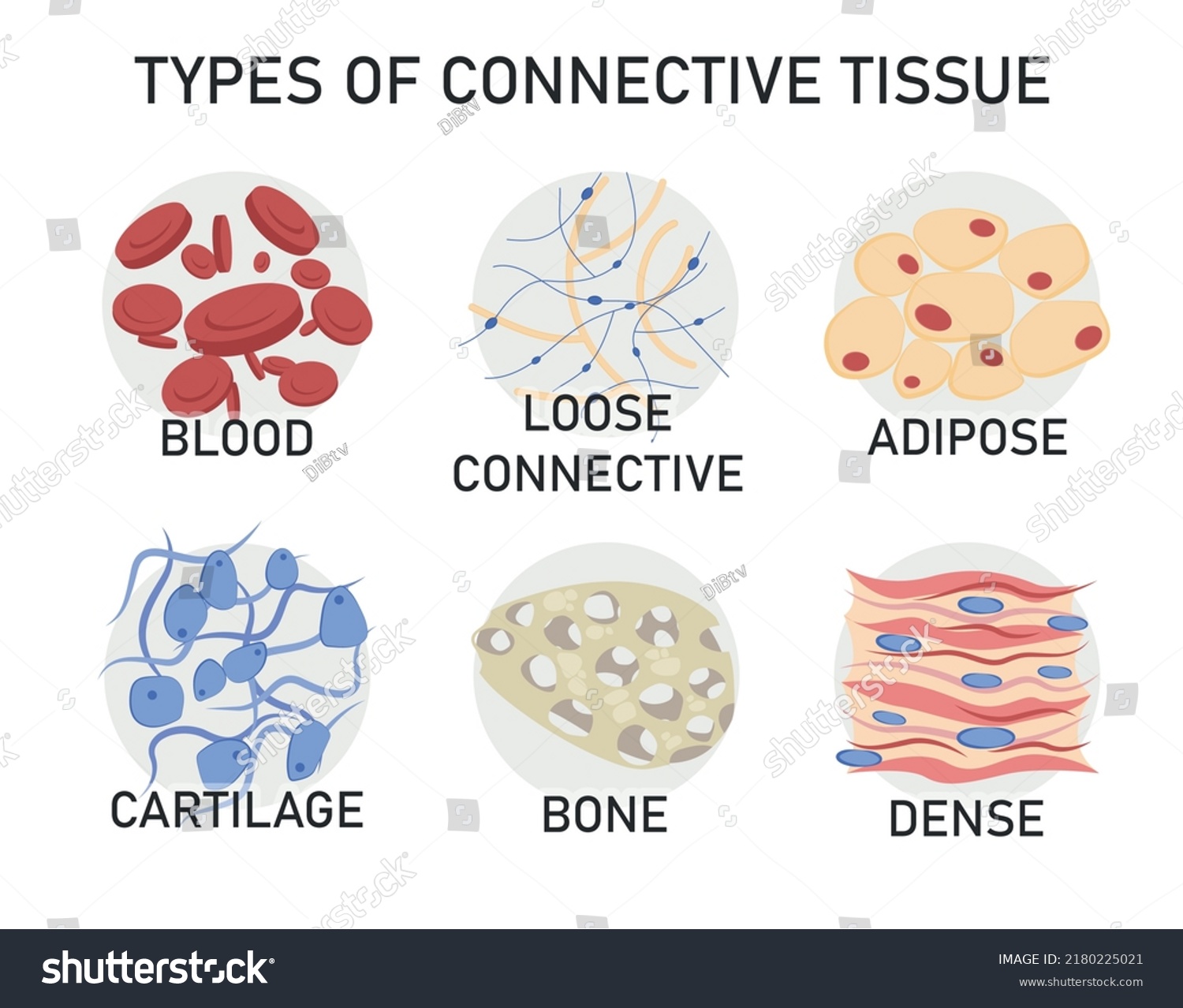 <p>types de tissus conjonctifs </p>