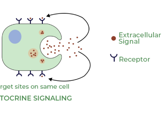 <p>= the production and secretion of extracellular mediate by cell followed by BINDING of that mediator to receptors on SAME cell to initiate signal transduction </p>