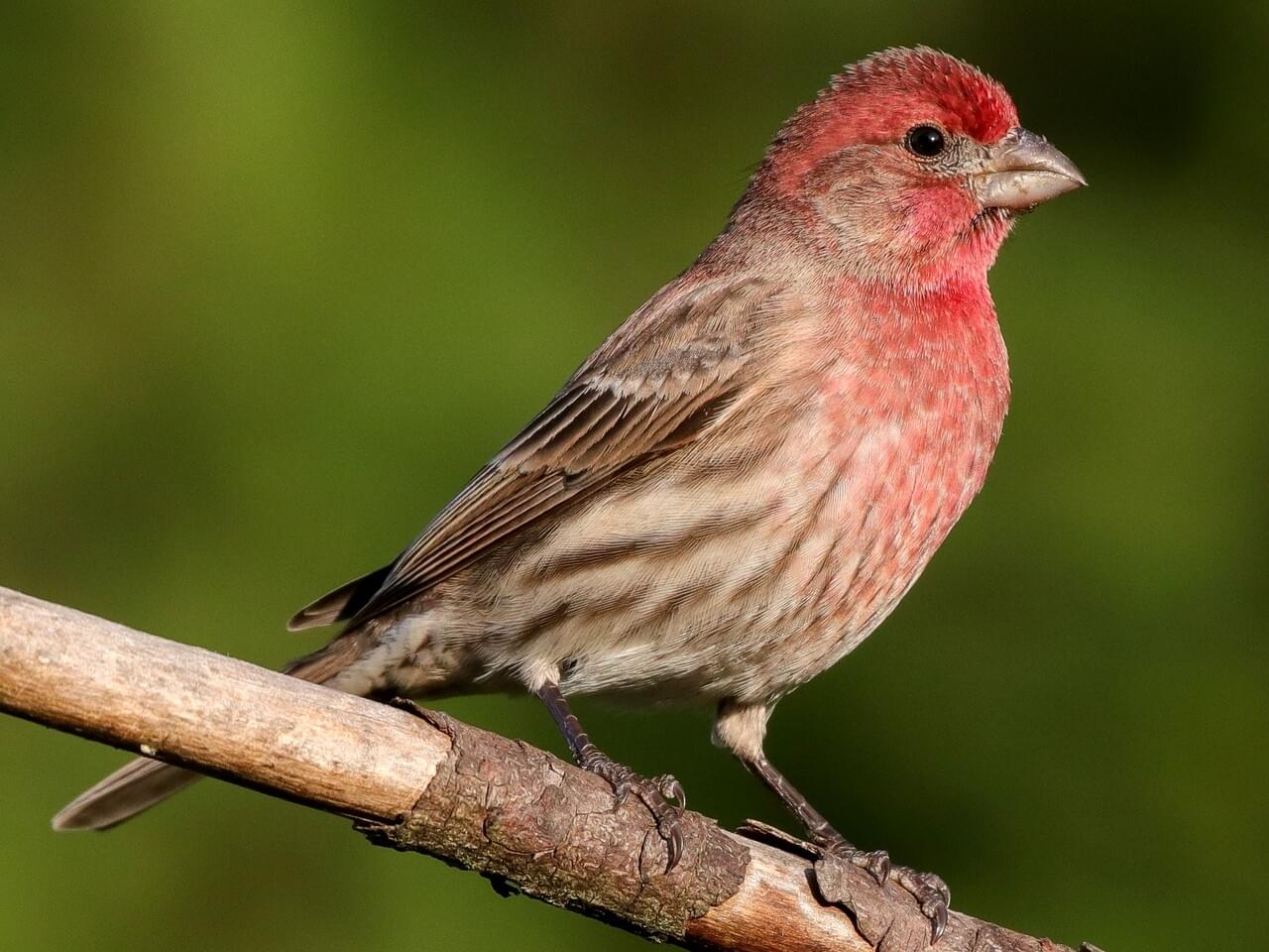 <p>Male rosy red head &amp; breast, streaked flanks; female brown-streaked; urban feeder bird.</p>