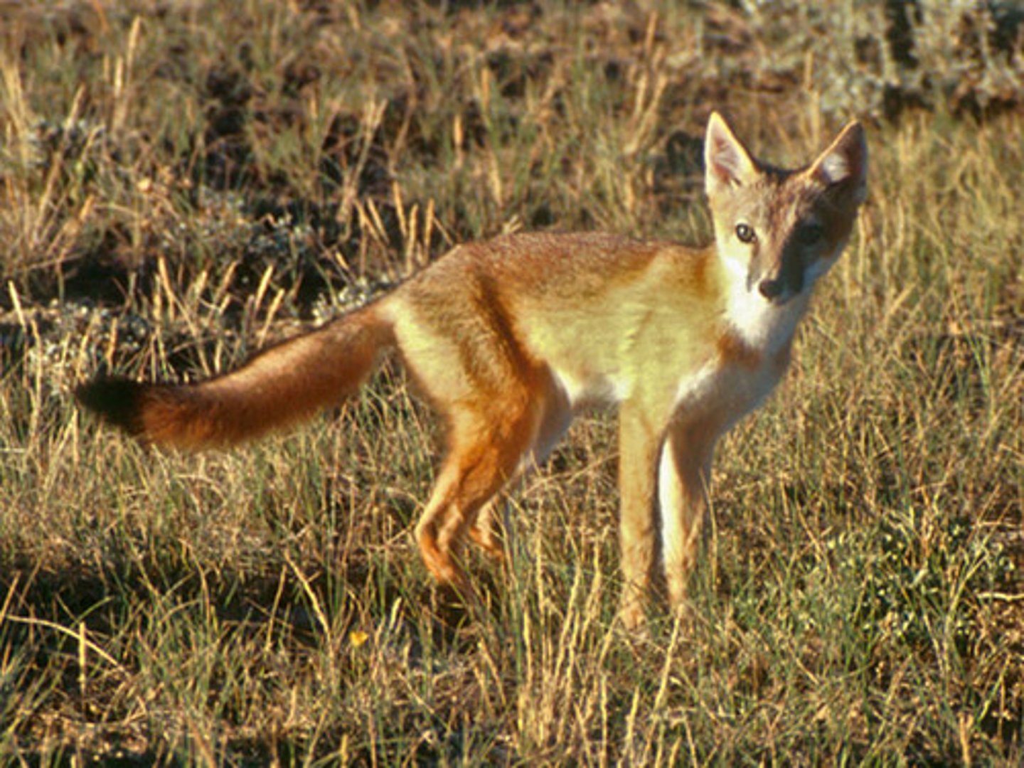 <p>Vuples macrotis</p>