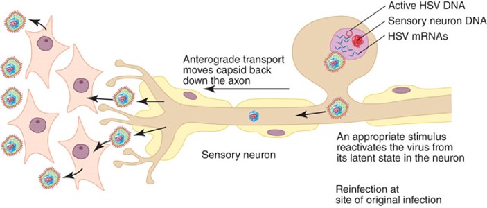 <p>Virus travels down the axon and establishes productive lytic function</p>