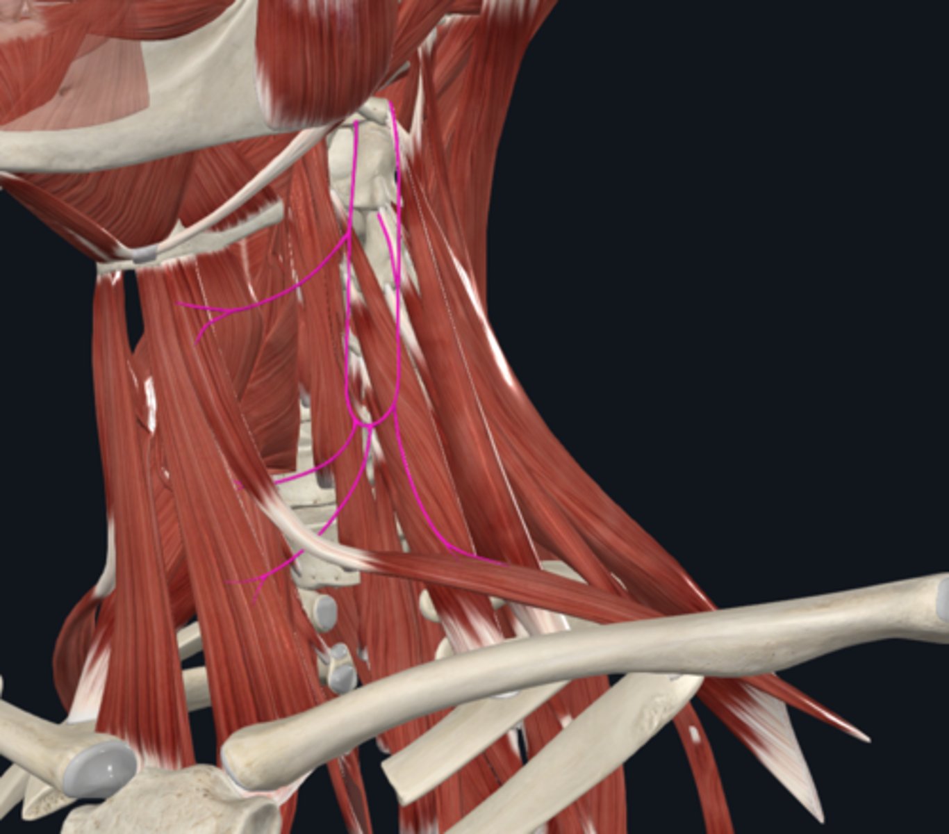<p>What is the Omohyoid muscle innervated by?</p>